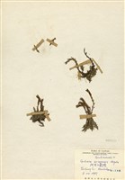 藏品(阿里山龍膽)的圖片